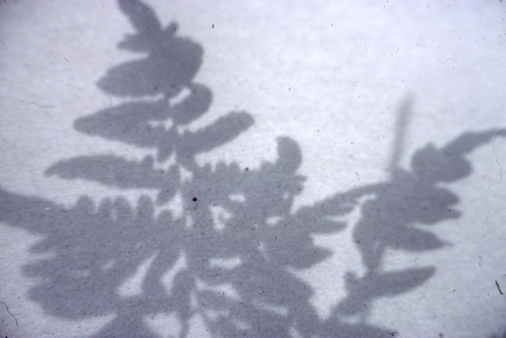 97_Nature_2.6_8-48