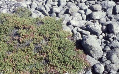 97_Nature_2.6_2-48