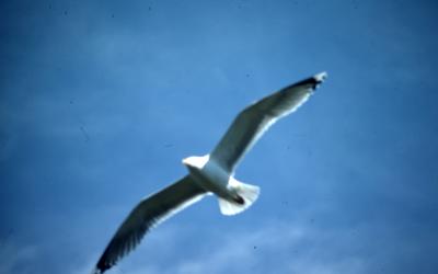 97_Nature_2.6_4-48