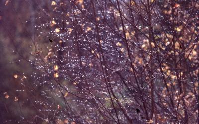 97_Nature_2.6_6-48
